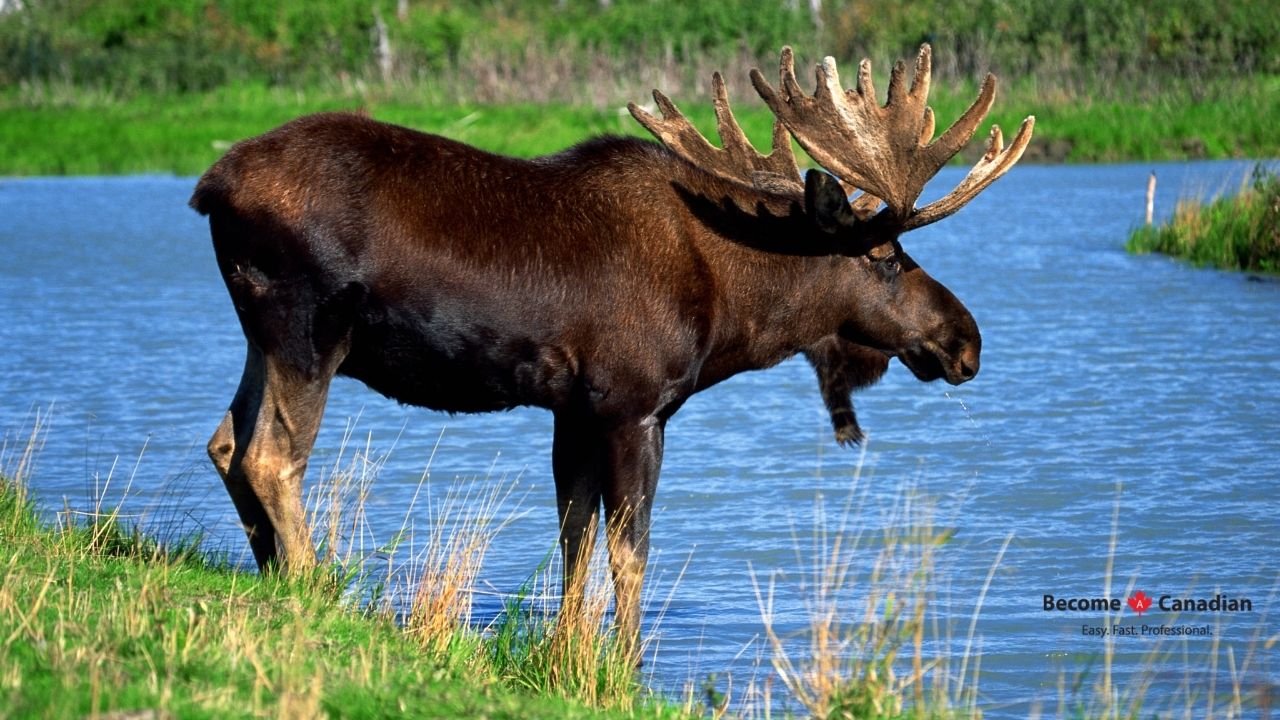 Moose Are